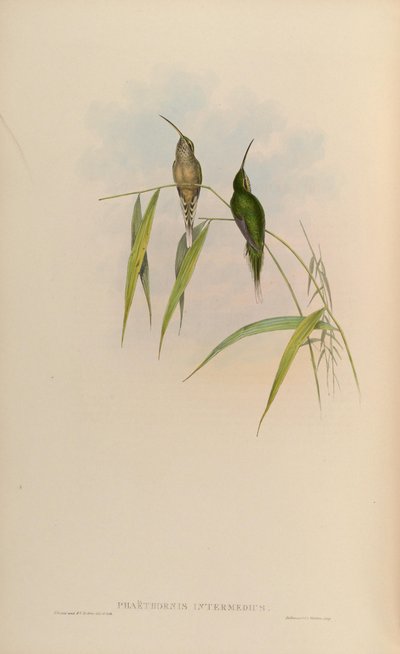 Phaethornis squalidus by John Gould